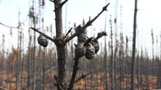 This Could Be the Biggest Threat To Our Climate If We Don't Act Fast